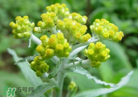 清明花粑粑怎么做？清明花粑粑的做法