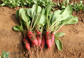 清明節(jié)可以種蘿卜嗎？清明節(jié)怎么種蘿卜？