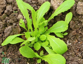 清明節(jié)可以種蘿卜嗎？清明節(jié)怎么種蘿卜？