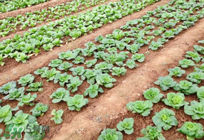 清明節(jié)種什么菜？清明節(jié)前后種什么菜？