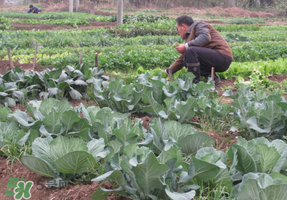 清明節(jié)種什么菜？清明節(jié)前后種什么菜？