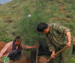 清明節(jié)種什么樹？清明節(jié)為什么種樹？