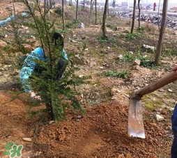 清明節(jié)種什么樹？清明節(jié)為什么種樹？