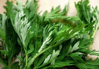 艾葉和清明草能一起吃嗎？清明草不能和什么一起吃嗎？