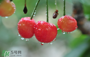 櫻桃掉果怎么回事？櫻桃掉果怎么處理？