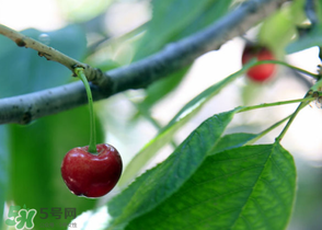 櫻桃掉果怎么回事？櫻桃掉果怎么處理？