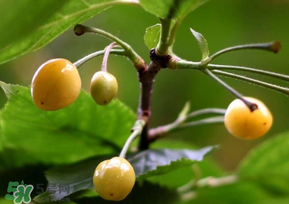 櫻桃樹幾年結(jié)果？櫻桃樹不結(jié)果怎么回事？