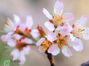 櫻桃需要授粉樹嗎？櫻桃需要什么授粉樹？