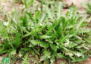 薺菜什么時候開花？薺菜花什么時候采？