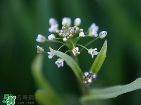 薺菜什么時候開花？薺菜花什么時候采？