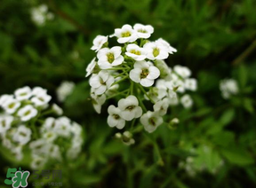 薺菜花可以泡茶嗎？薺菜花泡茶喝有什么功效？