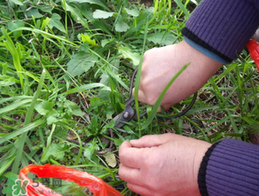 寶寶能吃薺菜嗎？一歲小孩可以吃薺菜嗎？