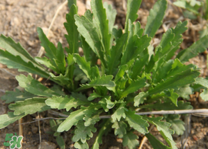 手術(shù)后可以吃薺菜嗎？手術(shù)后能吃薺菜嗎？