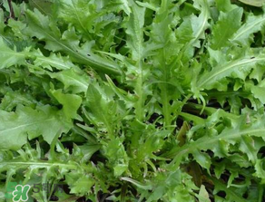 手術(shù)后可以吃薺菜嗎？手術(shù)后能吃薺菜嗎？