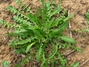 手術(shù)后可以吃薺菜嗎？手術(shù)后能吃薺菜嗎？