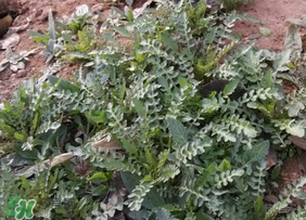 春天吃薺菜好嗎？春天吃薺菜有什么好處？