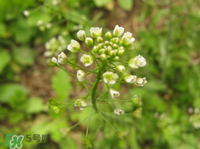 春天吃薺菜好嗎？春天吃薺菜有什么好處？