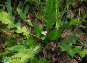 便秘能吃薺菜嗎？便秘可以吃薺菜嗎？