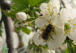 櫻桃怎么授粉？紅燈櫻桃怎么授粉？