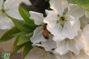 櫻桃怎么授粉？紅燈櫻桃怎么授粉？