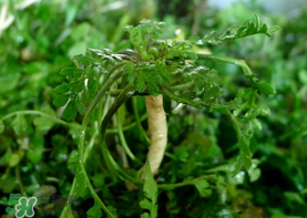 薺菜癌癥病人能吃嗎？乳腺癌能吃薺菜嗎？