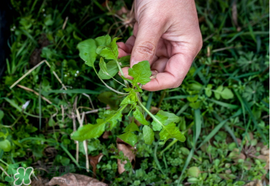 薺菜癌癥病人能吃嗎？乳腺癌能吃薺菜嗎？