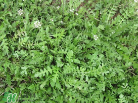 薺菜癌癥病人能吃嗎？乳腺癌能吃薺菜嗎？