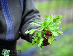 糖尿病人能吃薺菜嗎？糖尿病人可以吃薺菜嗎？