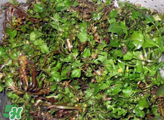 糖尿病人能吃薺菜嗎？糖尿病人可以吃薺菜嗎？