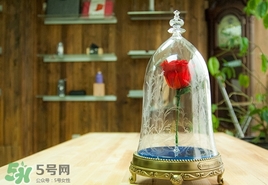 camino美女與野獸音響多少錢？camino玫瑰藍(lán)牙音箱價(jià)格