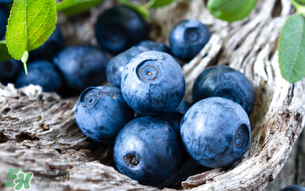 藍(lán)莓變軟了還能吃嗎？藍(lán)莓發(fā)軟了還能吃嗎？