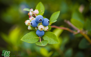 藍(lán)莓變軟了還能吃嗎？藍(lán)莓發(fā)軟了還能吃嗎？