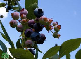 藍莓變紅可以吃嗎？藍莓發(fā)紅是壞掉了嘛？