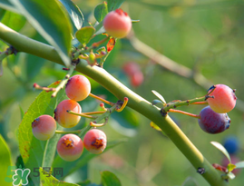 藍莓變紅可以吃嗎？藍莓發(fā)紅是壞掉了嘛？