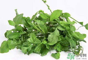 薺菜有毒嗎？吃薺菜會中毒嗎？