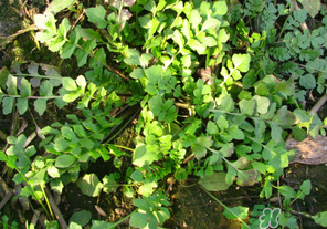 薺菜有草酸嗎？薺菜草酸高嗎？