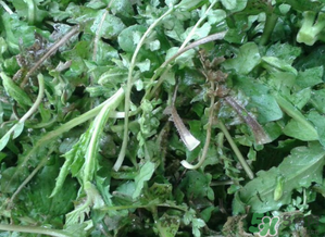 薺菜有草酸嗎？薺菜草酸高嗎？