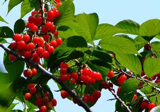 櫻桃樹幾年結(jié)果？櫻桃樹不結(jié)果怎么回事？