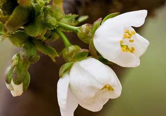 櫻桃需要授粉樹嗎？櫻桃需要什么授粉樹？