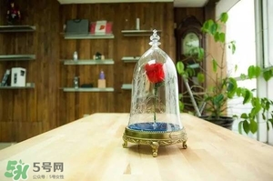 camino美女與野獸音響多少錢？camino玫瑰藍(lán)牙音箱價(jià)格