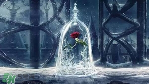 camino美女與野獸音響多少錢？camino玫瑰藍(lán)牙音箱價(jià)格