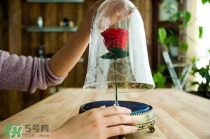 camino美女與野獸音響多少錢？camino玫瑰藍(lán)牙音箱價(jià)格