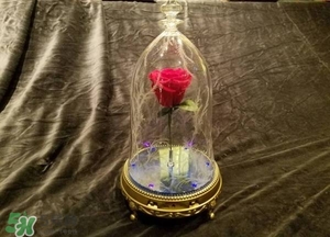 camino美女與野獸音響多少錢？camino玫瑰藍(lán)牙音箱價(jià)格