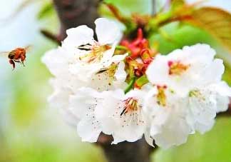 櫻桃怎么授粉？紅燈櫻桃怎么授粉？