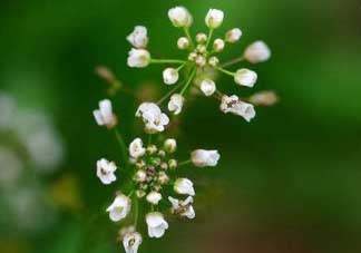 薺菜什么時(shí)候開花？薺菜花什么時(shí)候采？