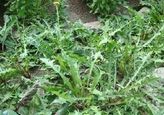 薺菜癌癥病人能吃嗎？乳腺癌能吃薺菜嗎？