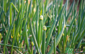 薺菜和蔥能一起吃嗎？薺菜餃子可以放蔥嗎？
