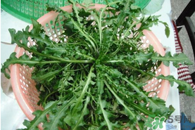 野生薺菜孕婦能吃嗎？野薺菜孕婦可以吃嗎？