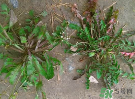 野生薺菜孕婦能吃嗎？野薺菜孕婦可以吃嗎？