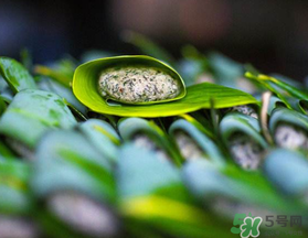 蒿子粑粑能吃嗎？蒿子粑粑可以吃嗎？